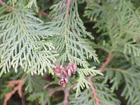 10 Graines Thuya occidental, Thuja occidentalis, Cèdre blanc du Canada, Thuya du Canada, Thuya d'Occident, Balai