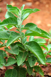 20 Graines Ashwagandha, Withania Somnifera, Ginseng Indien