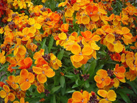 50 Graines Giroflée des murailles, Erysimum cheiri, Girofle