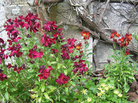 25 Graines Giroflée des murailles, Erysimum cheiri, Girofle