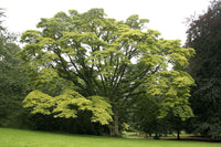 3 Graines Arbre au liège de l'Amour, Phellodendron amurense