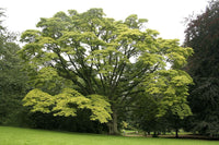 10 Graines Arbre au liège de l'Amour, Phellodendron amurense