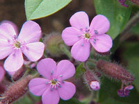 50 Graines de Saponaire de Montpellier, Saponaria ocymoides, Saponaire des rochers, Saponaire faux Basilic, Saponaire rose