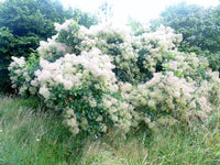 3 Graines Cotinus coggygria, Fustet commun, Arbre à perruque, Sumac des teinturiers, Sumac fustet, Bonsaï