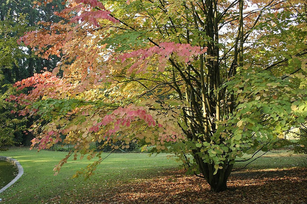 3 Graines Cercidiphyllum japonicum, Arbre au Caramel, Katsura