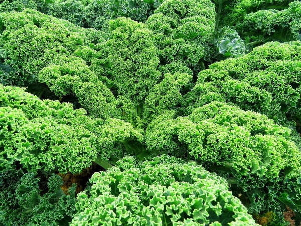 25 Graines de Chou Nain Vert Frisé, Chou Kale