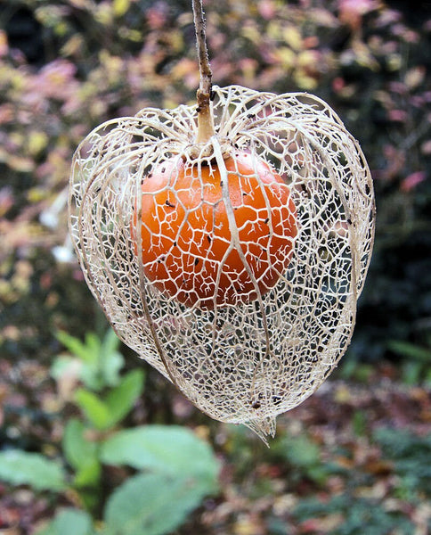 25 Graines Physalis alkekengi, Alkékenge, Coqueret alkékenge, Lanterne, Amour-en-cage, Cerise d'hiver, Cerise de juif