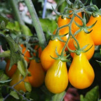 25 Graines de Tomate Cerise Yellow PearShaped