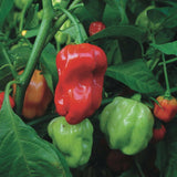 25 Graines de Piment Habanero Rouge