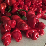 20 Graines de Piment, Peter Red Chili, Poivre de Pénis, Peter Pepper, Capsicum Annuum