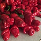 40 Graines de Piment, Peter Red Chili, Poivre de Pénis, Peter Pepper, Capsicum Annuum