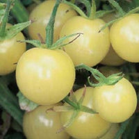 20 Graines de Tomate White Cherry, Tomate Cerise Blanche