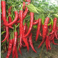 25 Graines de Piment Géant Rouge