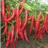 25 Graines de Piment Géant Rouge