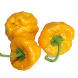 20 Graines de Piment Jamaican Yellow