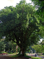 7 Graines Dalbergia Latifolia, Palisandre de l'Inde