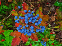 10 Graines Mahonia Aquifolium, Berberis aquifolium, Mahonia faux houx, Mahonia à feuilles de houx