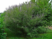 Rare 5 Graines Vitex agnus-castus, Arbre au poivre, Gattilier, Gattilier des Moines, Poivre des Moines