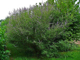 Rare 10 Graines Vitex agnus-castus, Arbre au poivre, Gattilier, Gattilier des Moines, Poivre des Moines