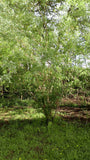 Boutures Saule des Vanniers, Saule Osier, Osier Vert, Vime, Salix viminalis