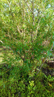 Boutures Saule des Vanniers, Saule Osier, Osier Vert, Vime, Salix viminalis