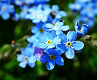 50 Graines de Myosotis des Alpes, Fleurs Bleues, Myosotis, grémillet, herbe d'amour, scorpione, désespoir du peintre