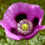 40 Graines de Pavot Bleu Hongrois, Papaver Somniferum, Fleur Bleue Violet