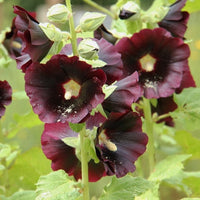 10 Graines de Rose Trémière Noire Jet Black, Alcea rosea var. Nigra Jet Black, passe-rose, passerose, primerose