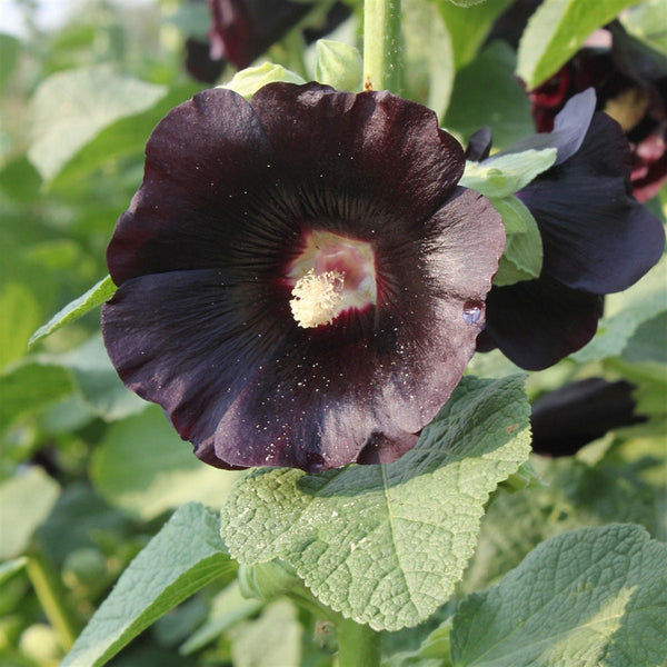 10 Graines de Rose Trémière Noire Jet Black, Alcea rosea var. Nigra Jet Black, passe-rose, passerose, primerose