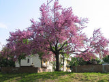 10 Graines Arbre de Judée, Cercis siliquastrum, Gainier silicastre