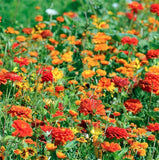 Mélange Graines Fleurs, Camaïeu Orange Prairie, Mix Fleurs