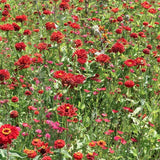 Mélange Graines Fleurs, Camaïeu Rouge Prairie, Mix Fleurs