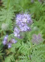 10 Graines de Phacélie à feuilles de tanaisie, Phacelia tanacetifolia