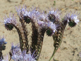 10 Graines de Phacélie à feuilles de tanaisie, Phacelia tanacetifolia