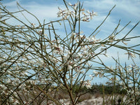 Graines de Genêt Blanc, Retama monosperma, Retam blanc, Rtem