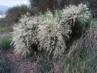 Graines de Genêt Blanc, Retama monosperma, Retam blanc, Rtem