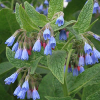 Bouture Consoude, Racines de Consoude Bleue, Symphytum officinale, Plante Médicinale