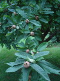 Graines de Mespilus germanica, Néflier Commun, Néflier d'allemagne, Mêlier