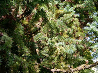 5 Graines Araucaria de Chine, Cunninghamia lanceolata