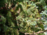 7 Graines Araucaria de Chine, Cunninghamia lanceolata