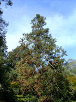 5 Graines Araucaria de Chine, Cunninghamia lanceolata