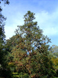 10 Graines Araucaria de Chine, Cunninghamia lanceolata