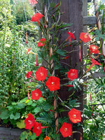 50 Graines Ipomoea × multifida, ipomea sloteri, cardinal climber