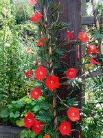 3 Graines Ipomoea × multifida, ipomea sloteri, cardinal climber