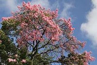 7 Graines Ceiba Speciosa, Arbre Bouteille, Kapokier, Bâton Ivre