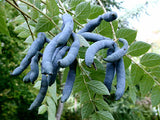 3 Graines Decaisnea fargesii, Arbre aux Haricots Bleus