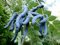 5 Graines Decaisnea fargesii, Arbre aux Haricots Bleus