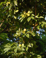 3 Graines Pterocarpus indicus, Amboine, Bois de rose de Birmanie, Sang-dragon