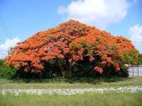 3 Graines Flamboyant Delonix regia, Royal Poinciana