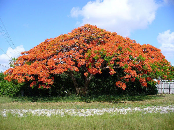 3 Graines Flamboyant Delonix regia, Royal Poinciana